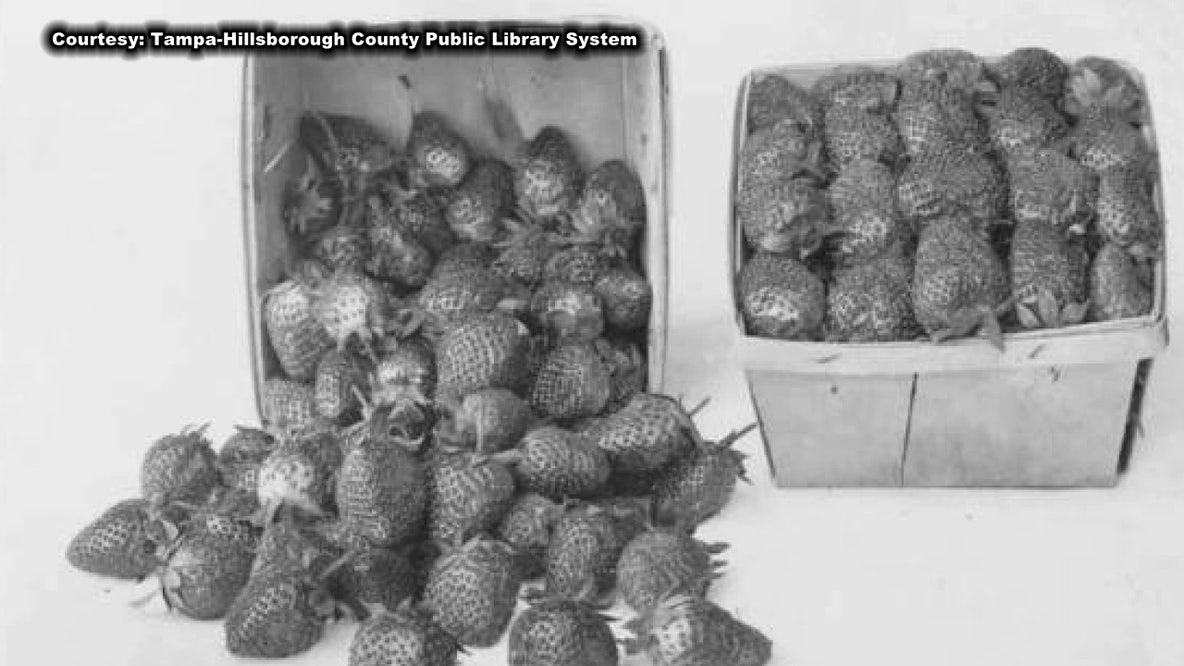 The Strawberry Festival returns to Plant City